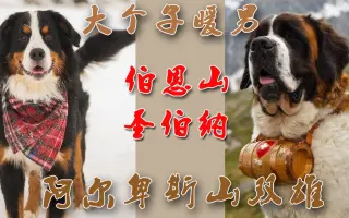 圣伯纳犬 搜索结果 哔哩哔哩 Bilibili