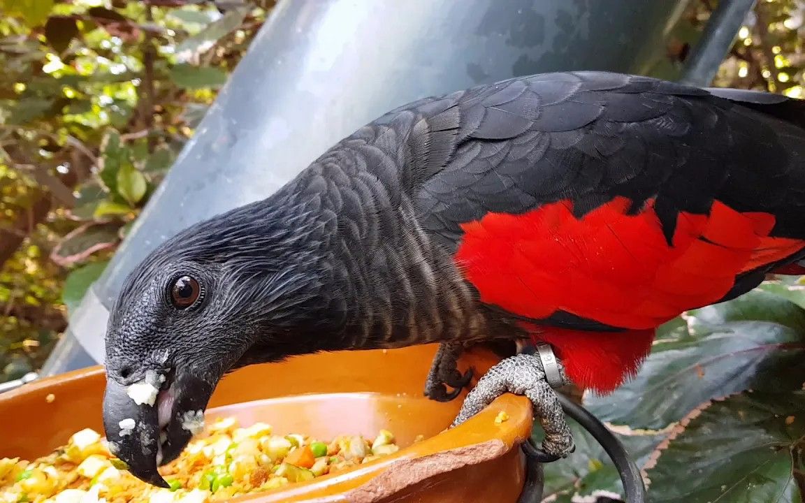 现代鹦鹉祖先德古拉鹦鹉彼斯奎氏鹦鹉视频共2p