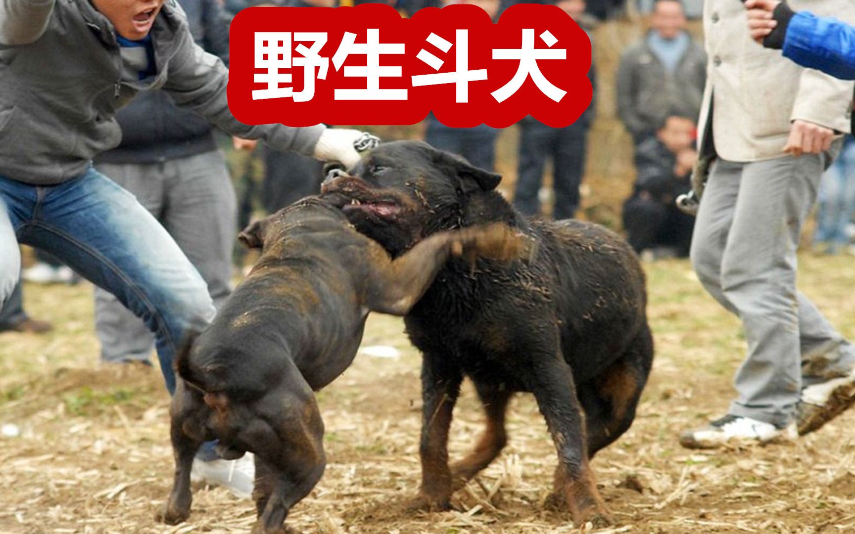 國產野生猛犬,食物靠自己捕獵,彝族涼山獵犬戰力強悍