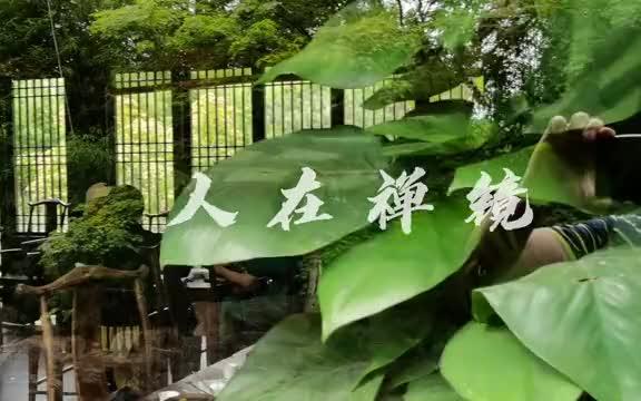 松茗园茶馆一个带走禅意的茶室哔哩哔哩bilibili