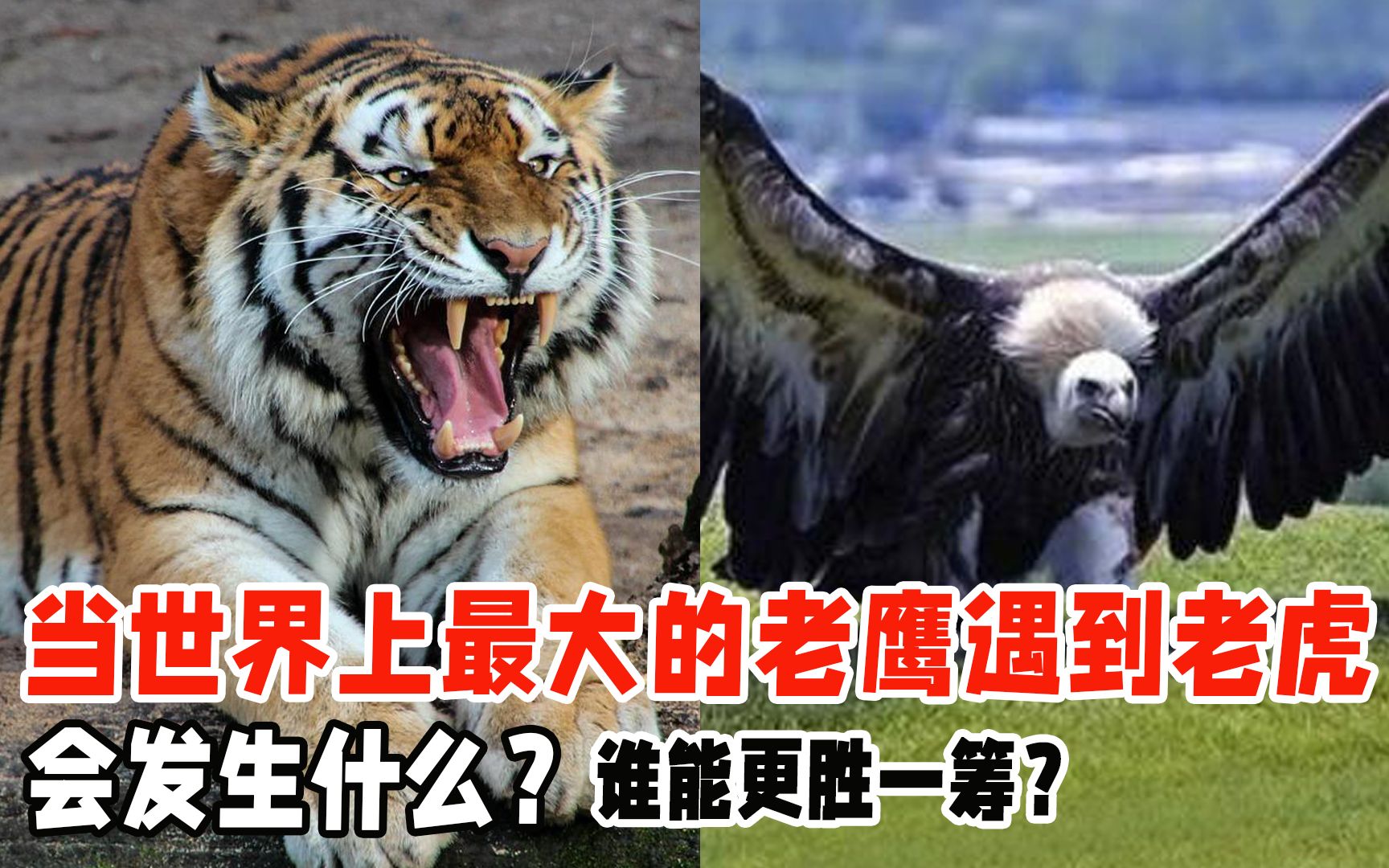 当世界上最大的老鹰遇到老虎,会发生什么?谁能更胜一筹?