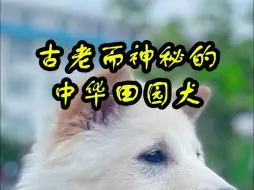 古老而神秘的田园犬