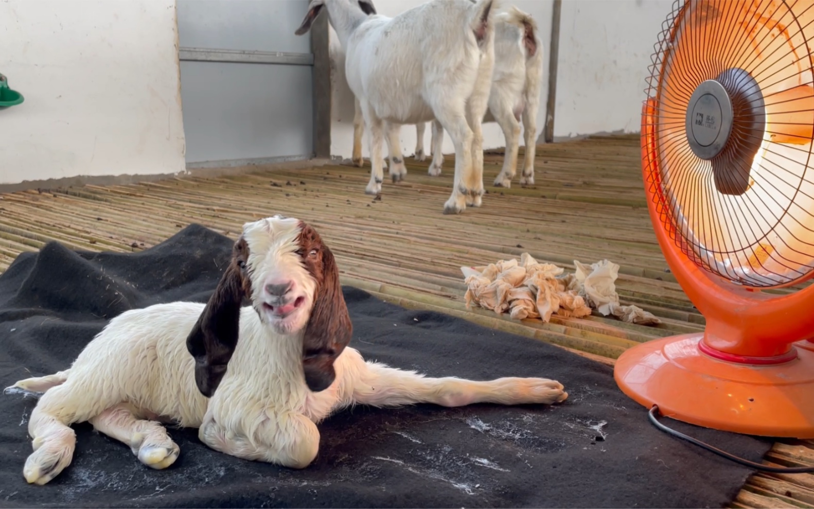 刚出生的羊宝宝