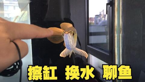 57 龙鱼胸鳍刮身为哪般 莫非有虫上身 哔哩哔哩