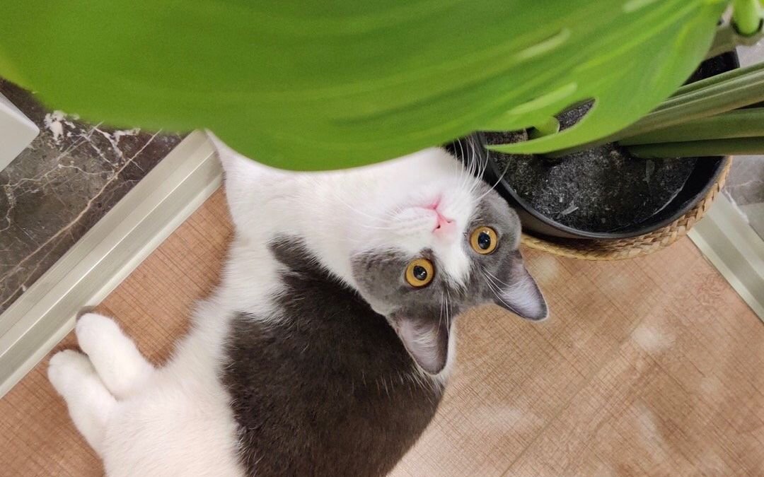 封面是坚果～～肖战 【 love you three thousand times 】不容错过!