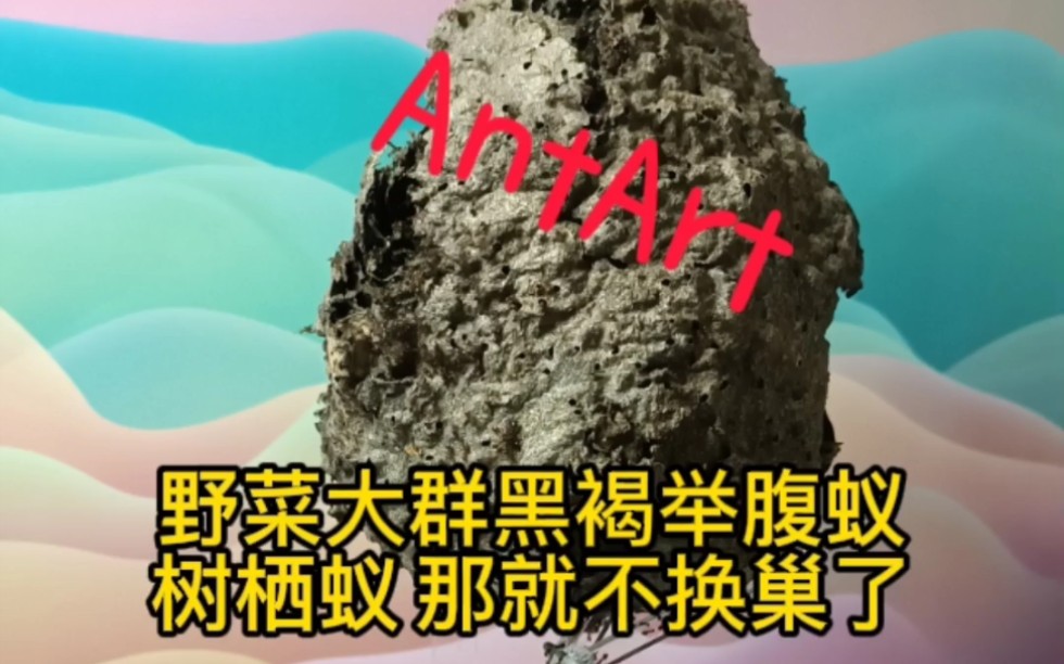 活动作品野菜大群黑褐举腹蚁喜欢爬那就给我爬吧