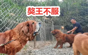 Download Video: 中亚偷袭藏獒，獒王怒了发动反击，猛犬对抗精彩异常