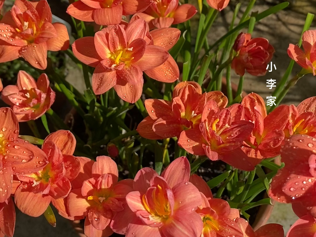 橙色重瓣风雨兰,美吧,实物更好看