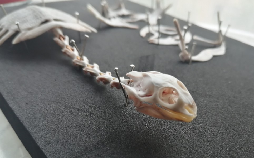 重口误入甲鱼骨骼标本