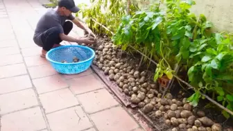 Tải video: 这样种植土豆特别高产，您一定没见过