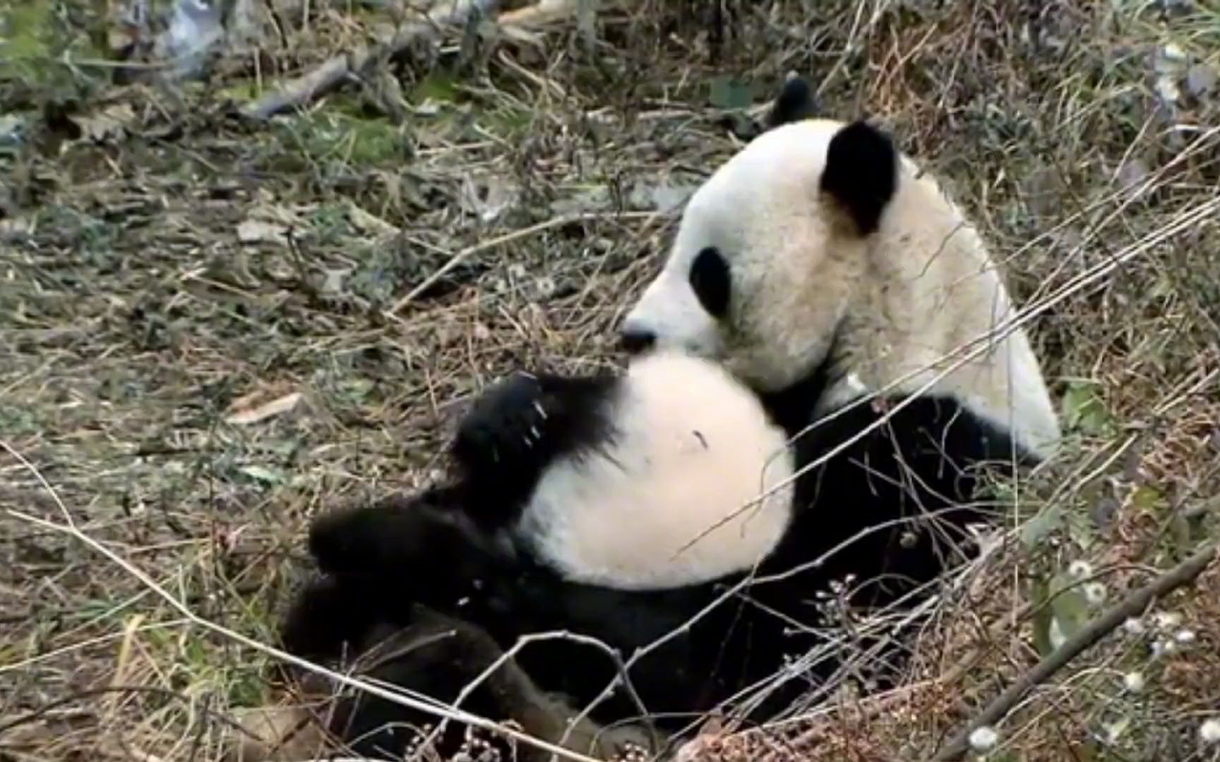 大熊猫淘淘,成功通过野化训练后,勇敢的的进入森林生活,肩上背负着野生大熊猫的使命,真的很勇敢哔哩哔哩bilibili