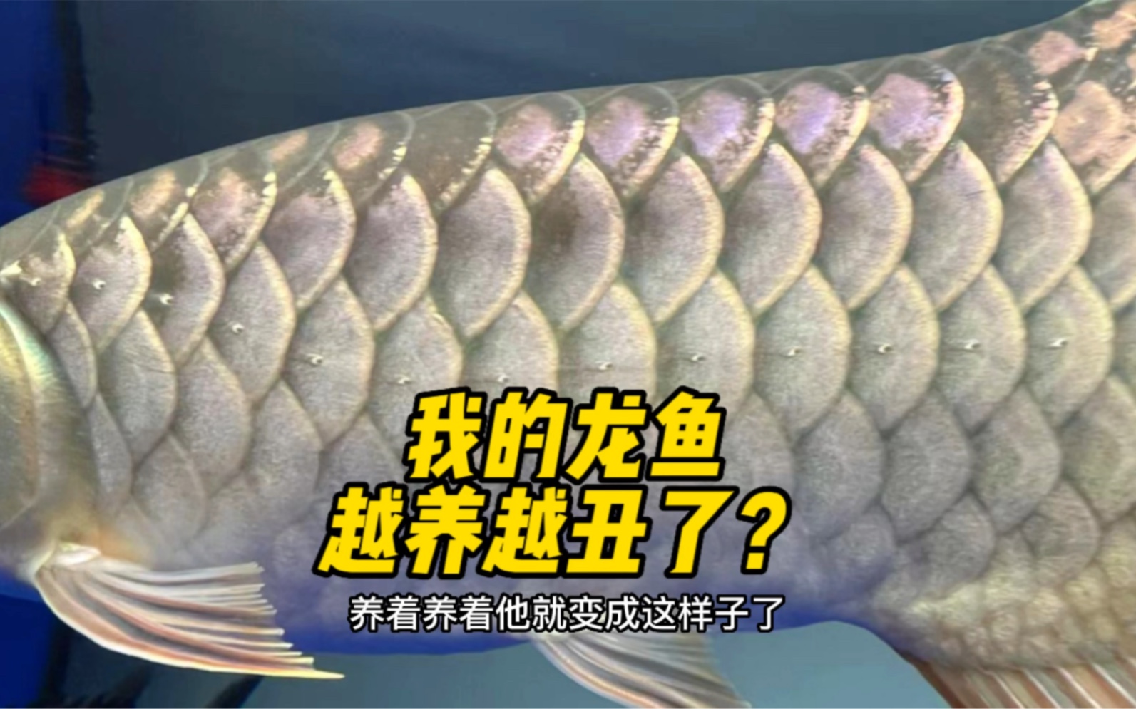 龙鱼反垢发色差的问题?阿捷教你如何避免和预防,快来了解下哦!