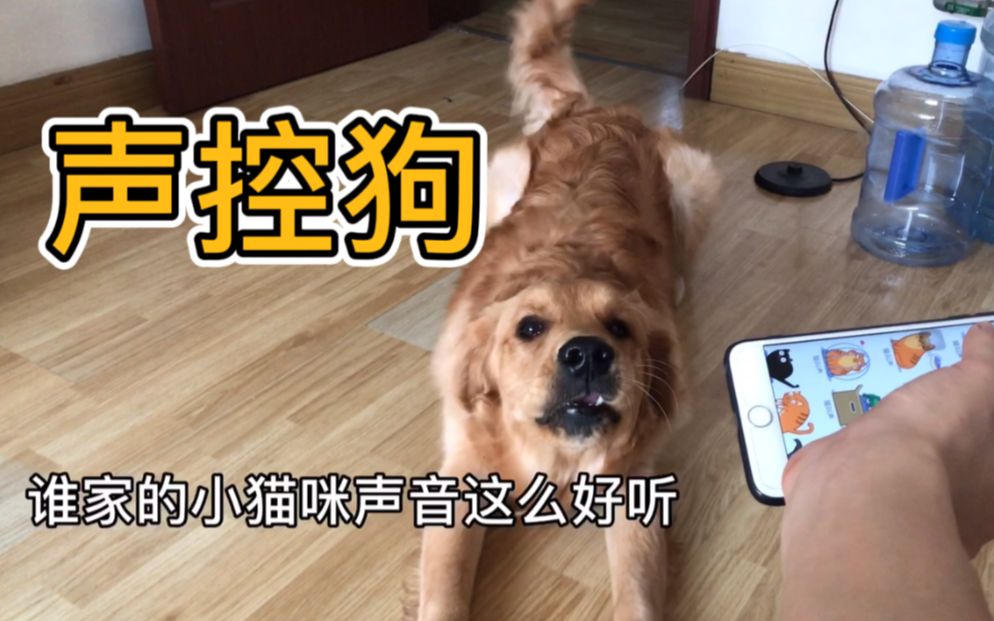 主人放各种动物声音,狗狗听到后的反应萌翻了,最后竟放驴叫声