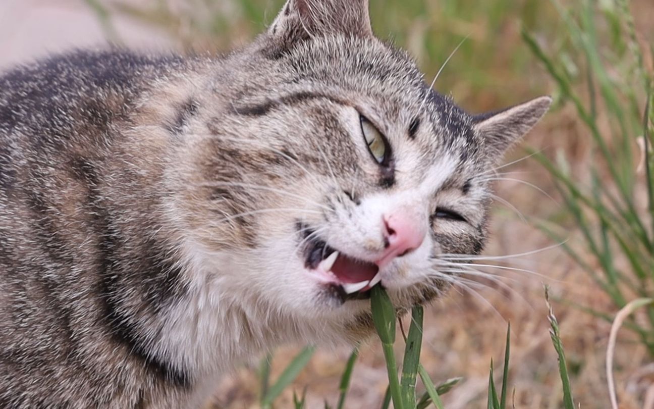 偶然拍摄到的学校正在吃草的猫