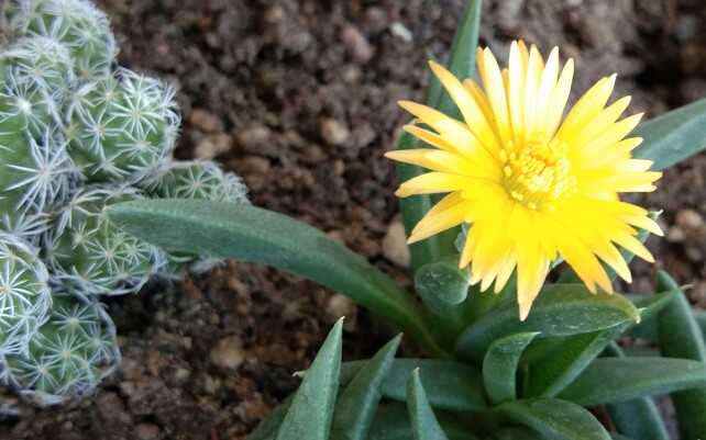 【夏季多肉】伪土培的黄花照波开花了_哔哩哔哩_bilibili