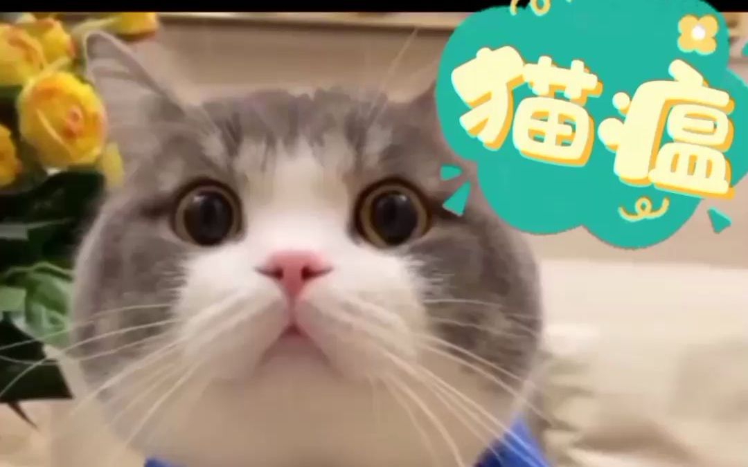 猫瘟症状及处理方法哔哩哔哩bilibili