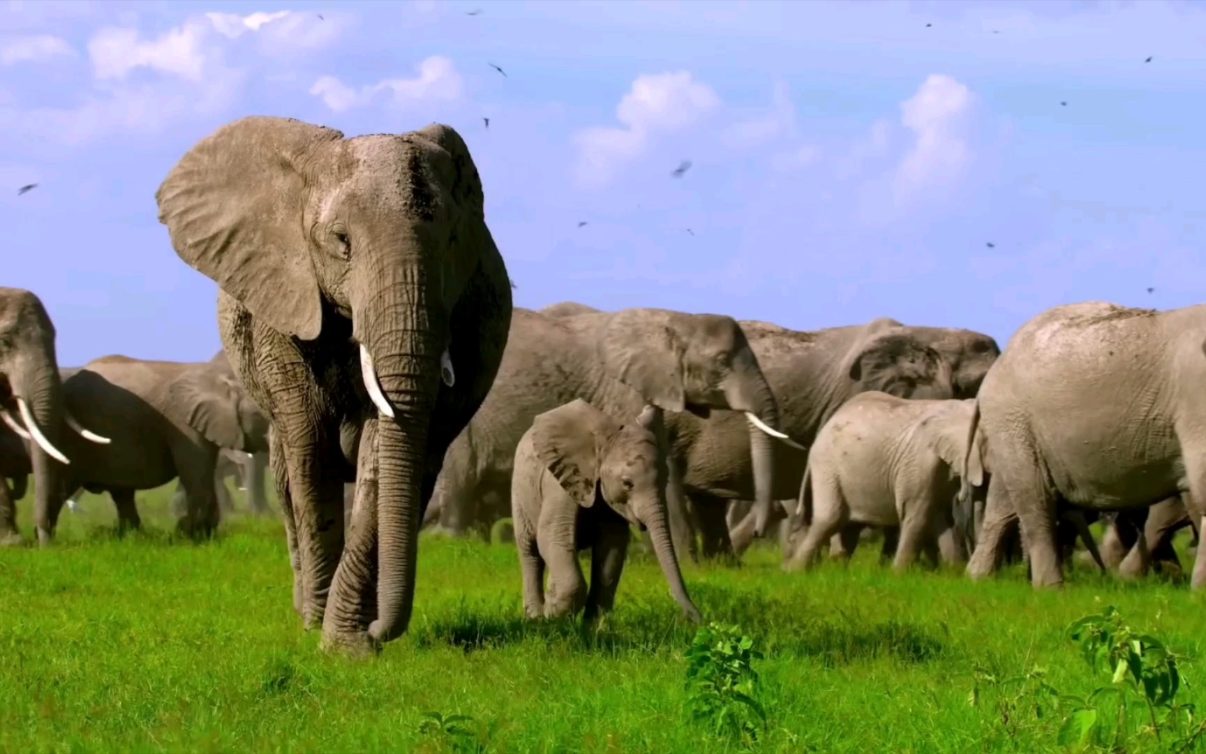 纪录片《大象的秘密》先导预告!安博塞利大象战神vronsky出镜!