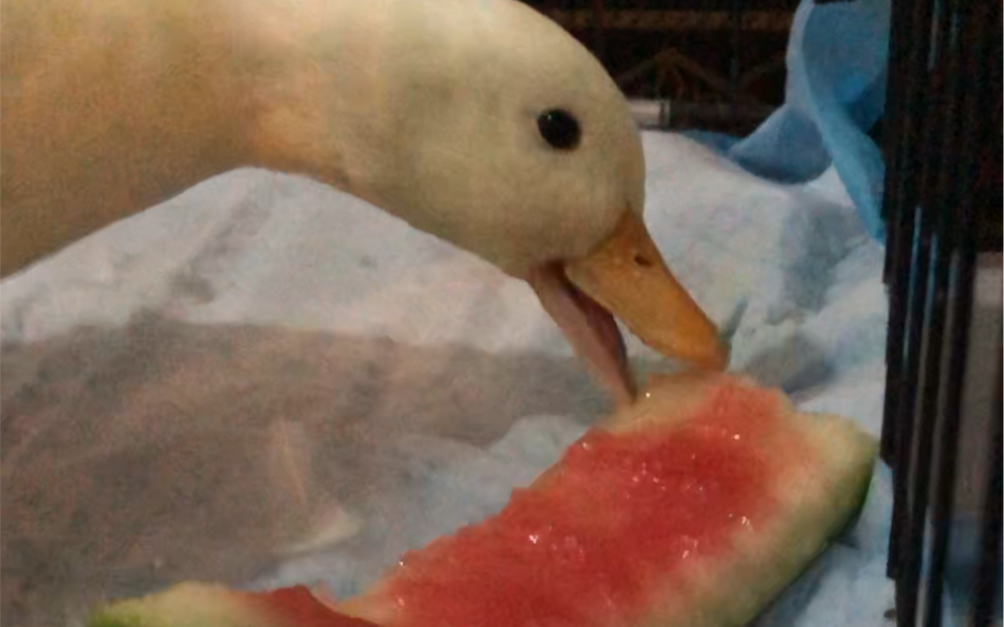 活动作品柯尔鸭吃西瓜