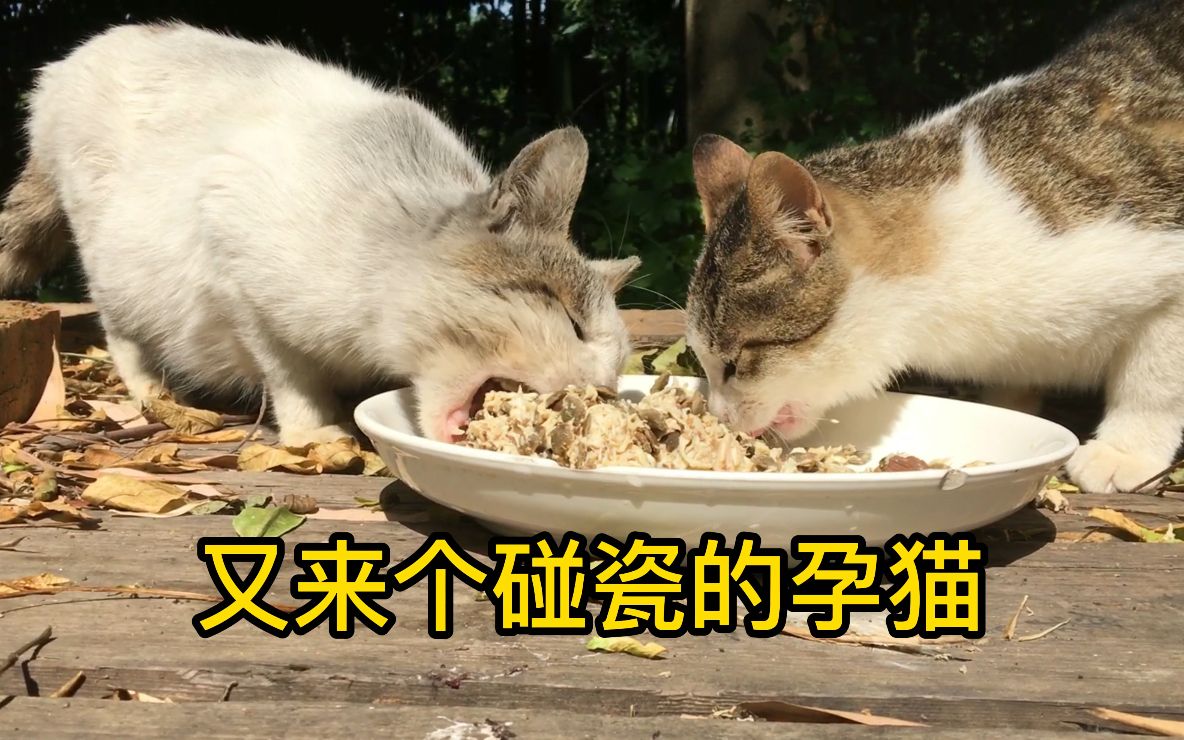 狼吞虎咽无情的干饭机器!哔哩哔哩bilibili