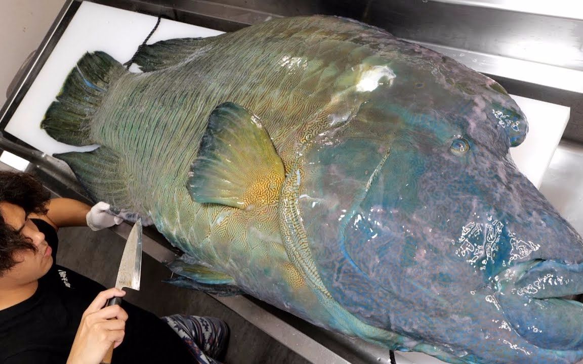 国外小伙搞到巨型苏眉鱼,体型接近100多斤稀罕货,被切割生鱼片