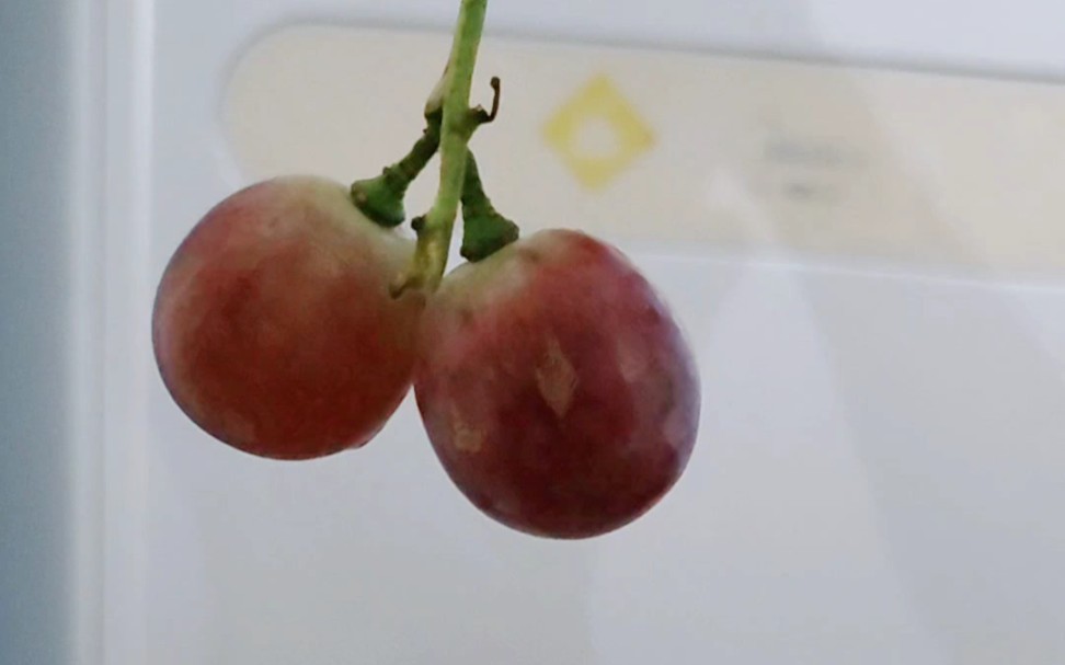 因为即将被吃而面露难色的两颗葡萄