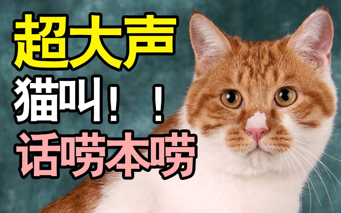 训猫02集:小橘猫超大声猫叫,训练好处多【柿子菌挑战猫威】