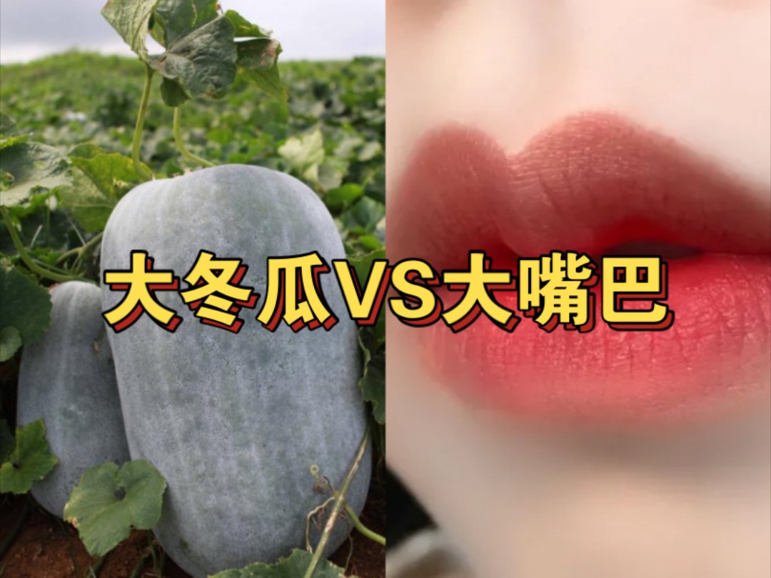 大冬瓜VS大嘴巴哔哩哔哩bilibili