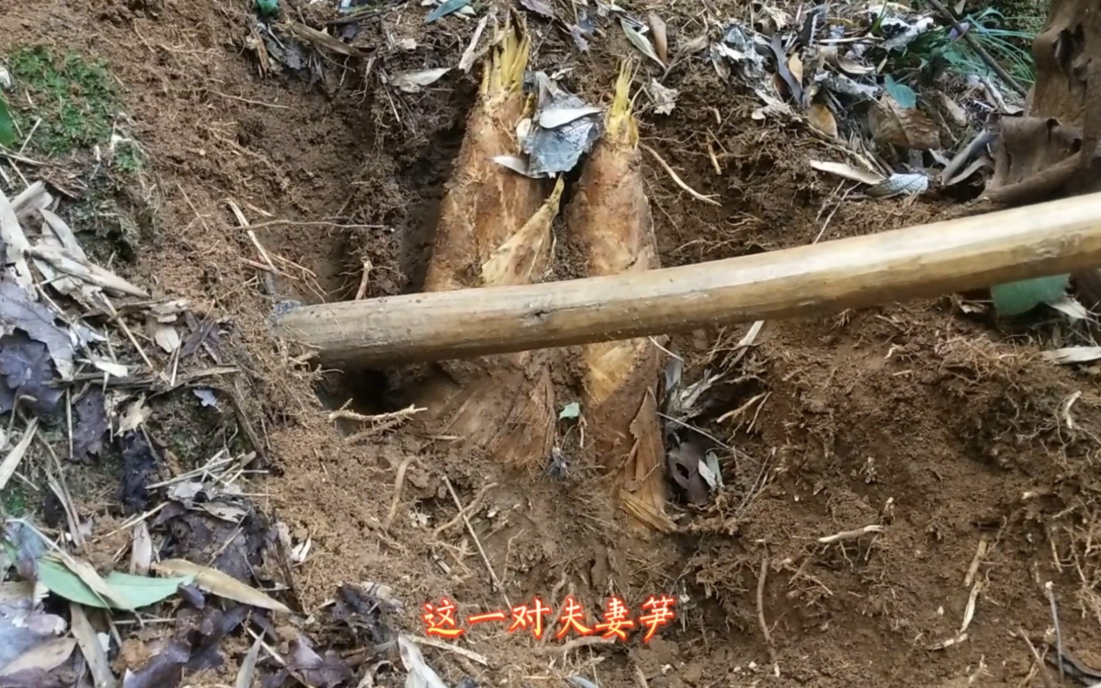 挖冬笋每天都收获满满,这又整岀来一对宝!