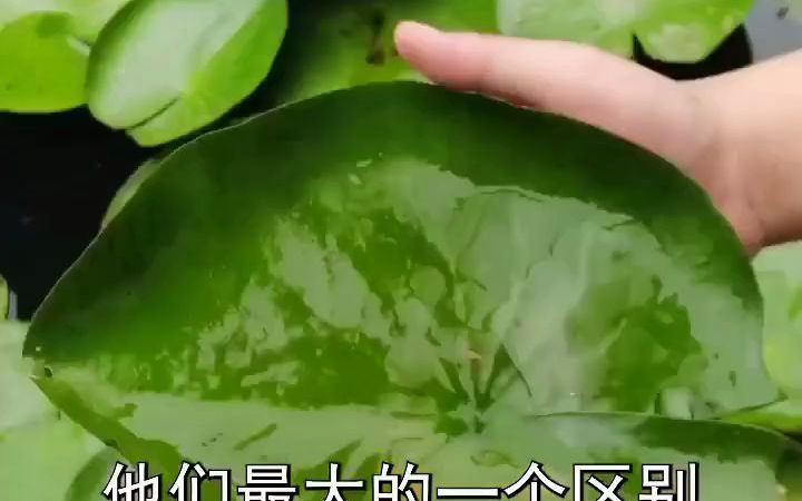 睡莲,莲花和荷花的区别到底是什么?哔哩哔哩bilibili