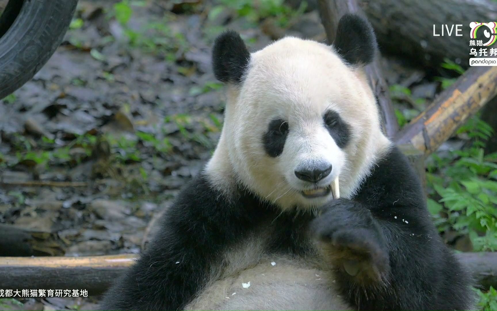 【大熊猫】【妮妮】221029妮妮吃笋