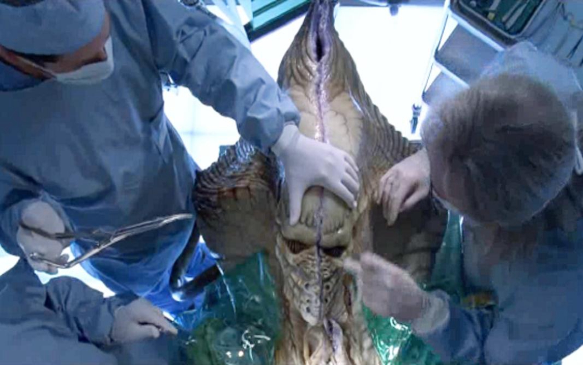 51区科学家解剖外星人,打开胸腔,发现它的大脑长在内脏里!