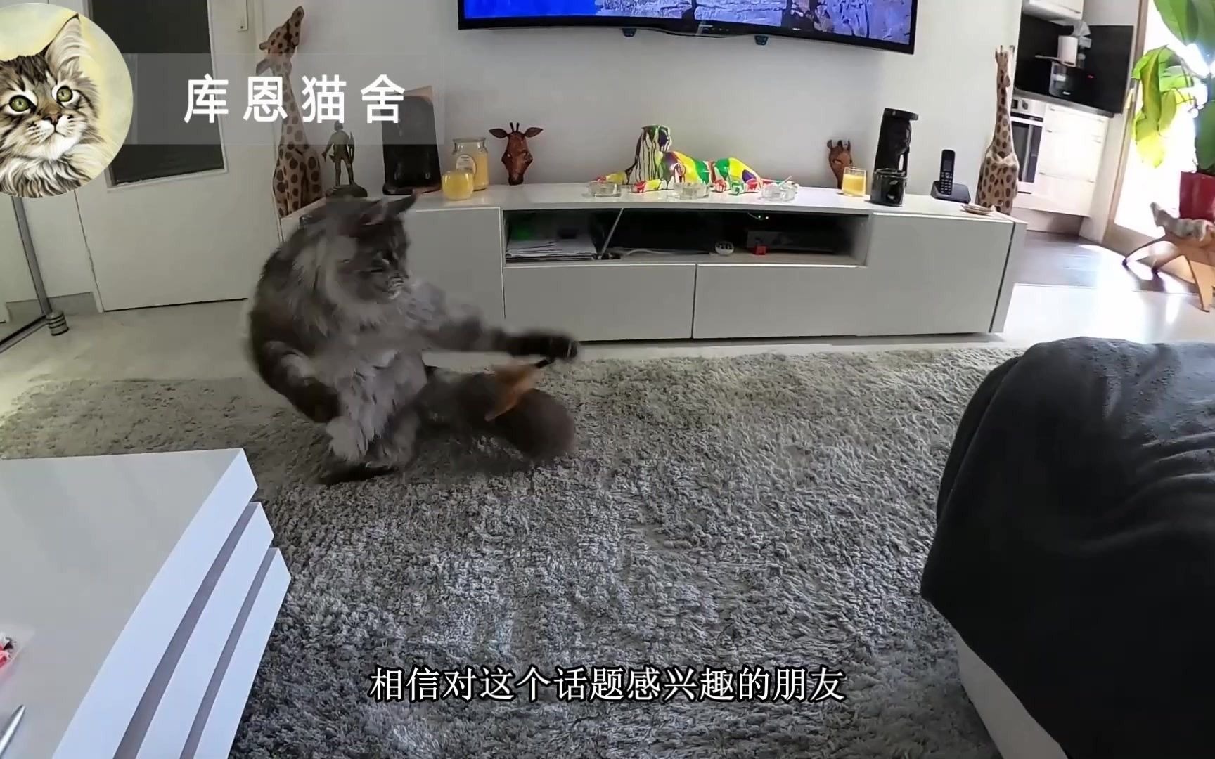 缅因猫怎么看品相,缅因猫体型一般多大哔哩哔哩bilibili