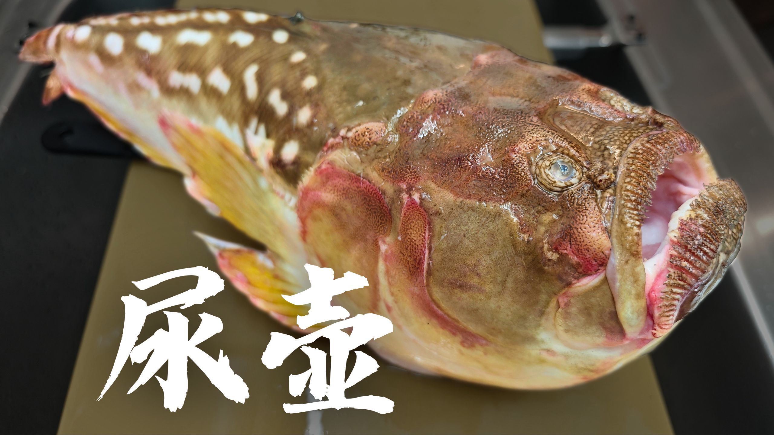 南屎瓮 北尿壶 听到这种名字你敢买吗? | 东方披肩鰧