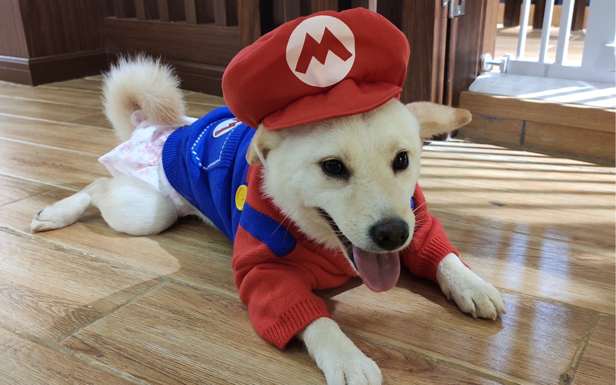 柴犬-日常rua柴(柴圆滚滚) 第七弹