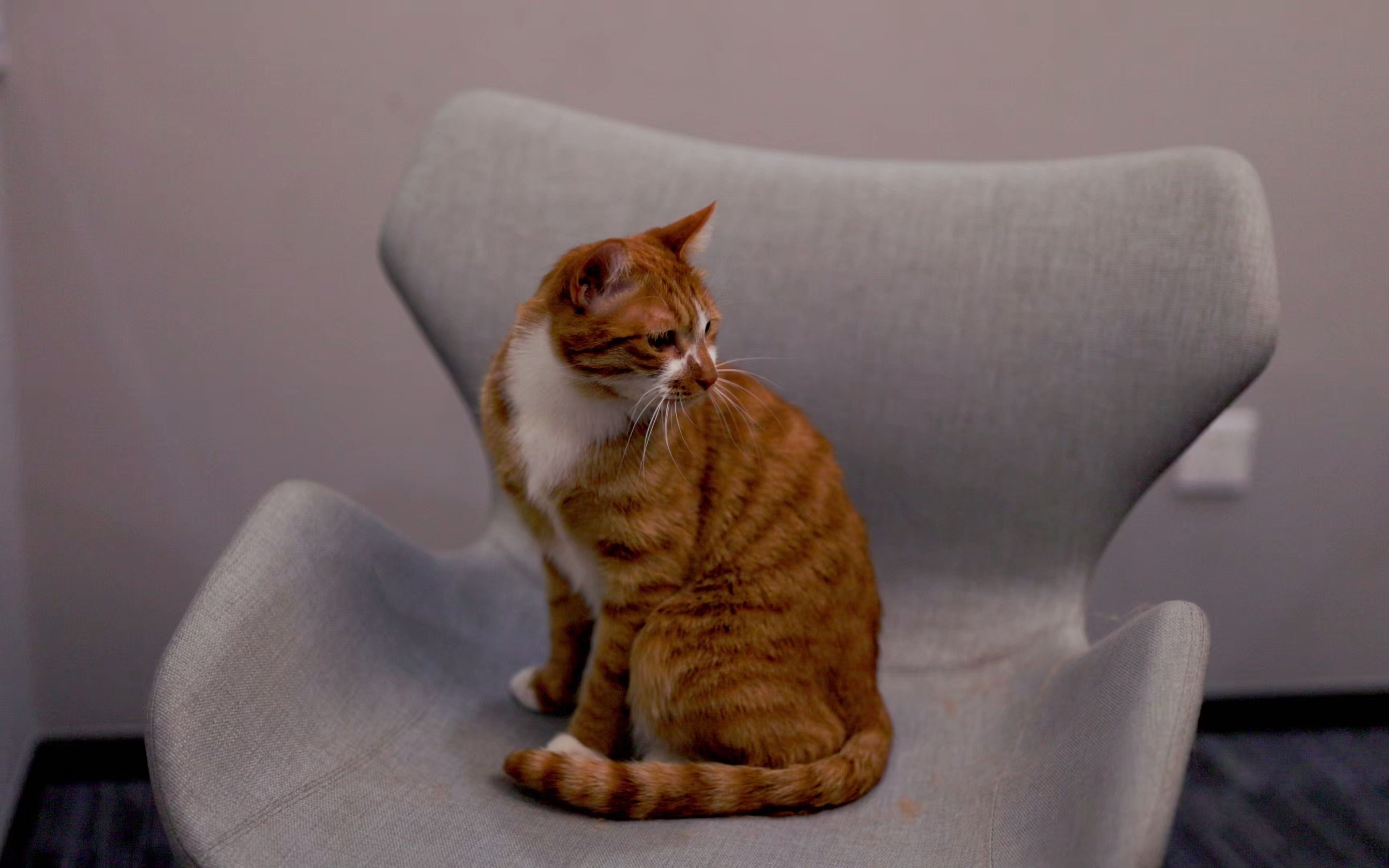 慵懒的小橘猫4
