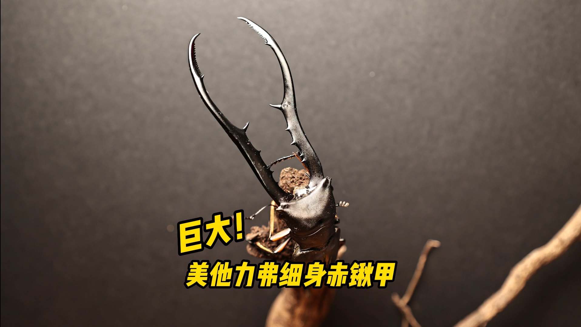 巨物!9 美他力弗细身赤锹甲