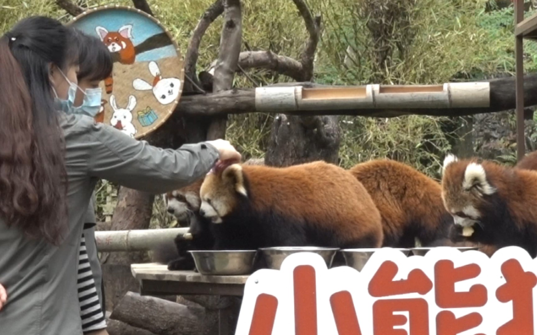 广州动物园饲养员喂食小熊猫,喝奶奶戴花花哔哩哔哩bilibili