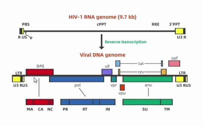 【维真生物wzbio】慢病毒包装原理与步骤、重组慢病毒的制备和使用哔哩哔哩bilibili