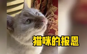 Tải video: 礼尚往来！女子长期喂流浪猫，过年送新碗被猫咪回赠老鼠