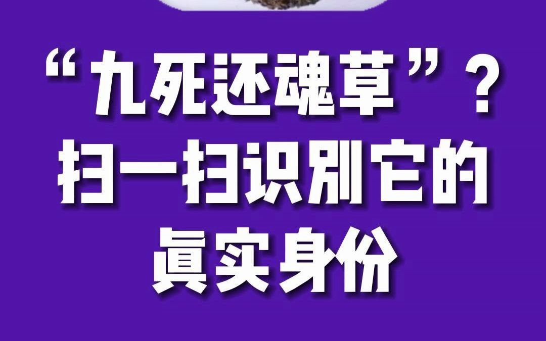 植物识别 #九死还魂草 #掌上扫描仪 #卷柏