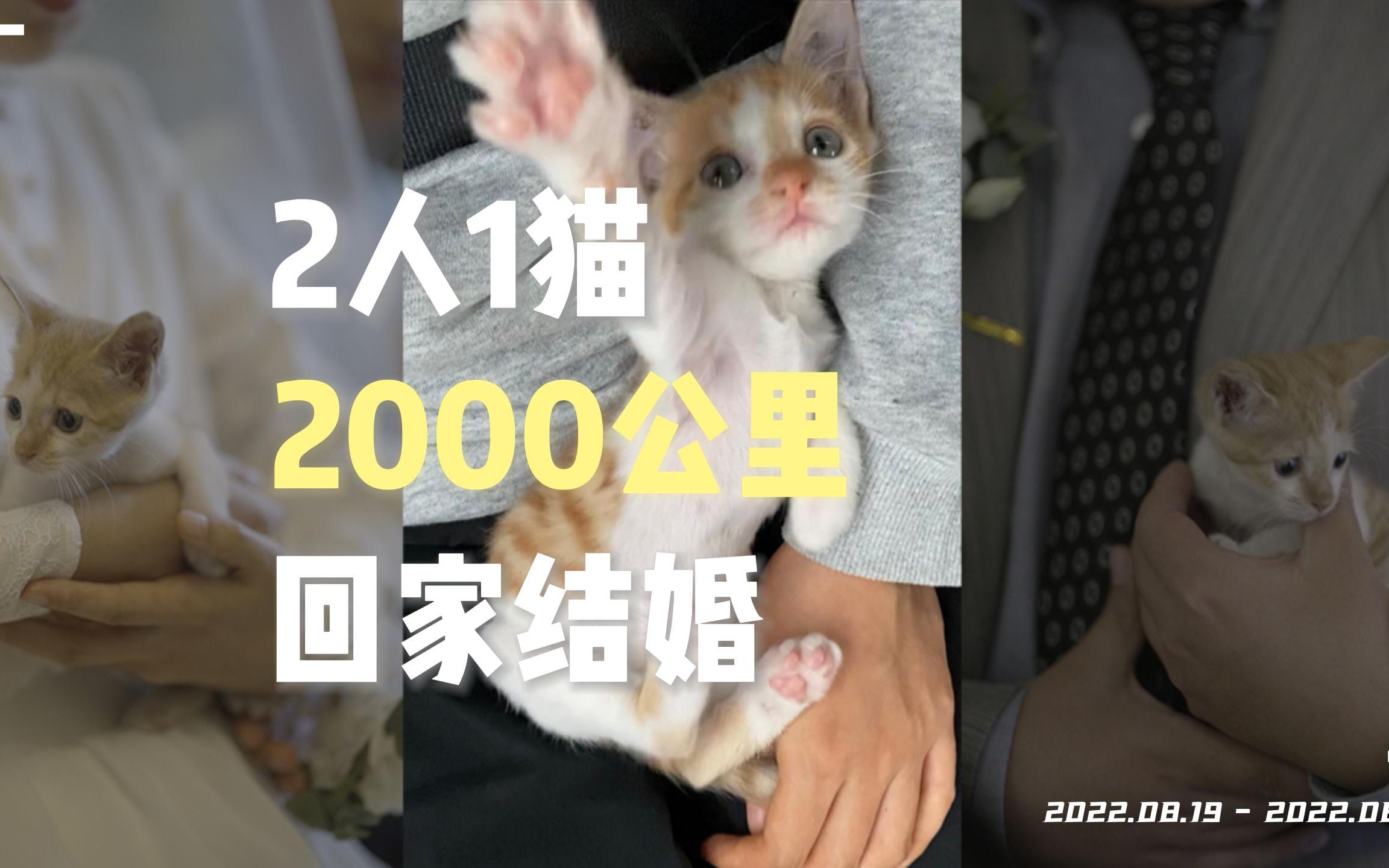 [图]【带上小猫回家结婚】2人1猫  2000公里  回家结婚