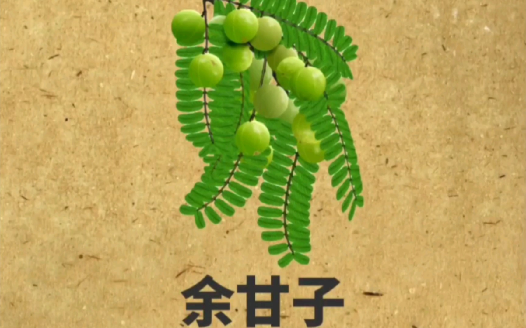 每日认识一味中药（余甘子）