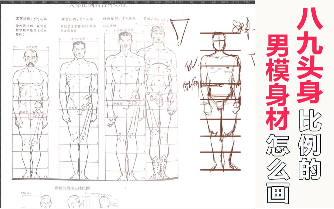 【厚涂零基础教程】人体结构男性身材比例分析新手入门解密八头身九头身男模身材哔哩哔哩bilibili