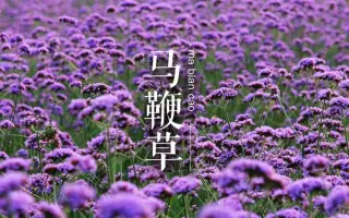 宿根草花 哔哩哔哩 Bilibili