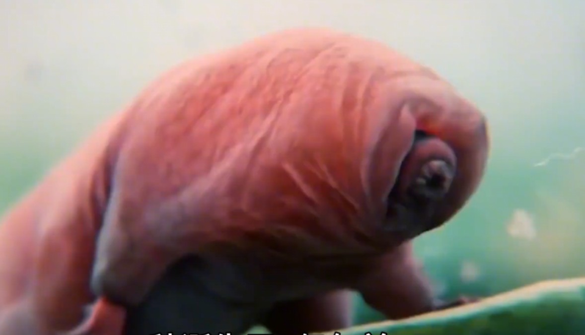 中国科学家破解水熊虫生存机制,竟能不老不死,基因表达更是逆天(一)