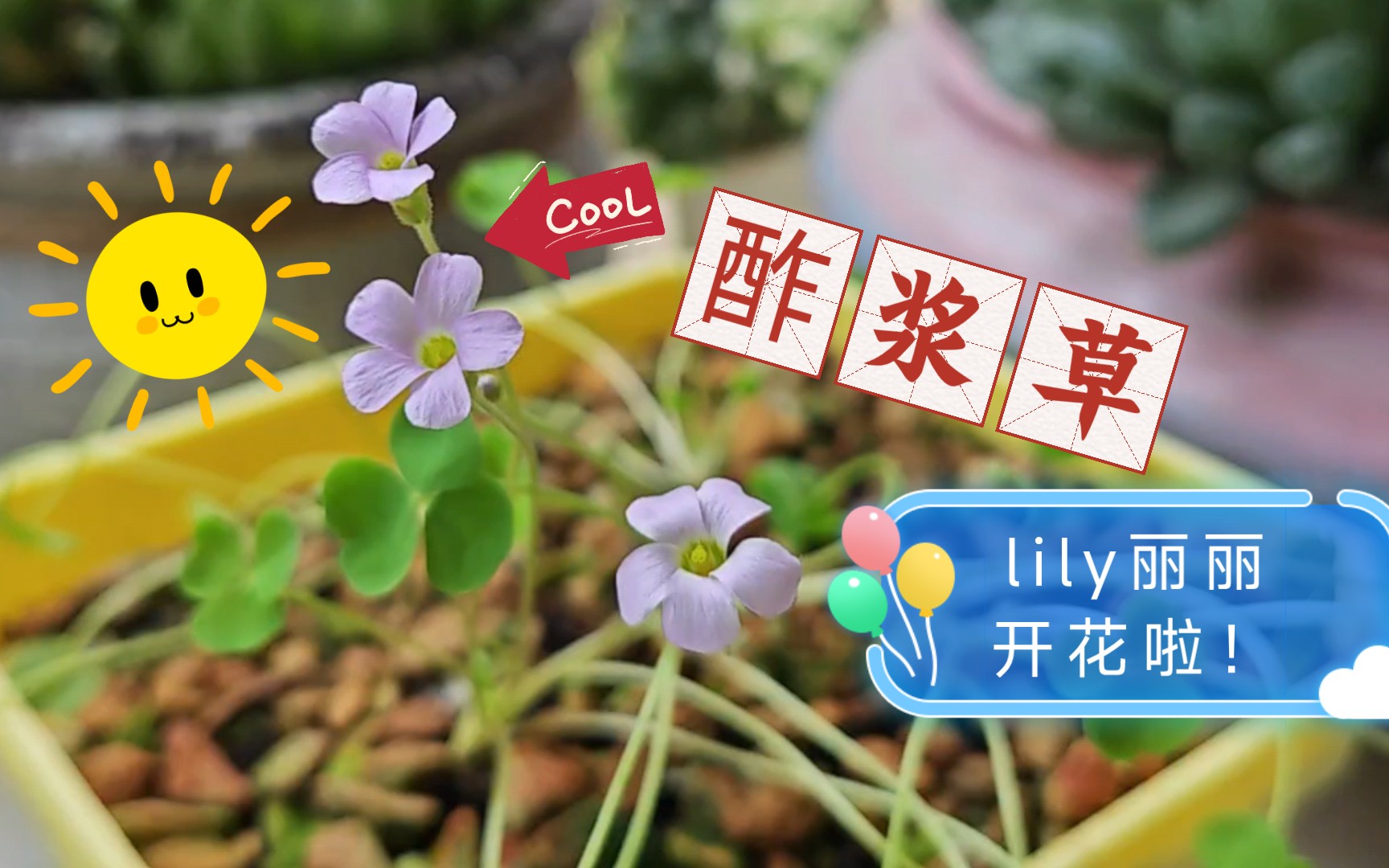 【酢浆草】8月1日播种的开花啦!lily丽丽莉莉哔哩哔哩bilibili