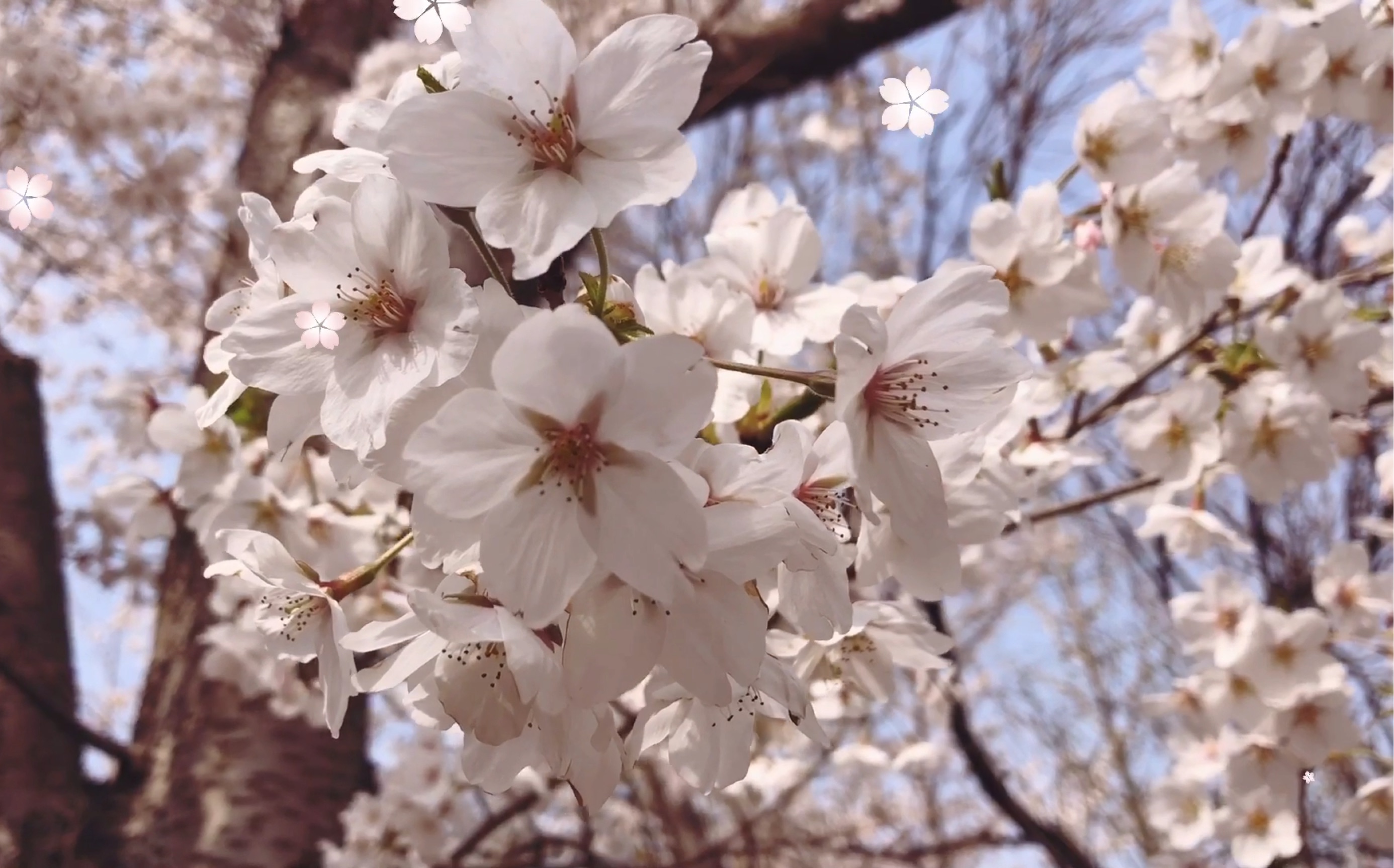 游园记玉渊潭樱花节哔哩哔哩bilibili