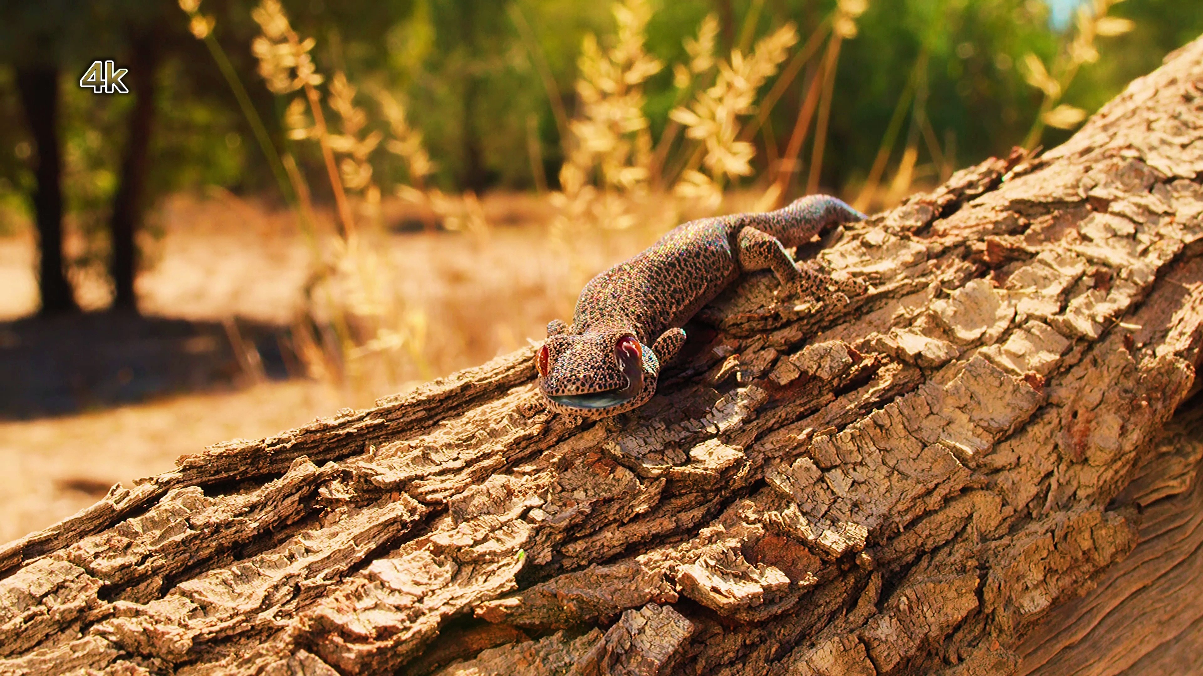 微观动物世界22