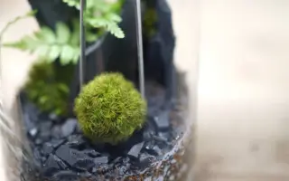 苔玉 搜索结果 哔哩哔哩 Bilibili