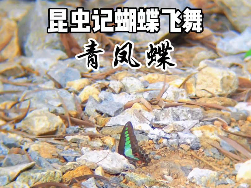 昆虫世界蝴蝶飞舞深圳常见的蝴蝶青凤蝶